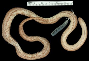 Media type: image;   Herpetology R-17084